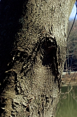 Bark 2 